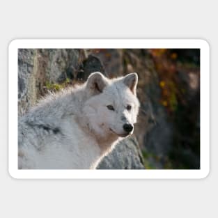 Arctic Wolf Sticker